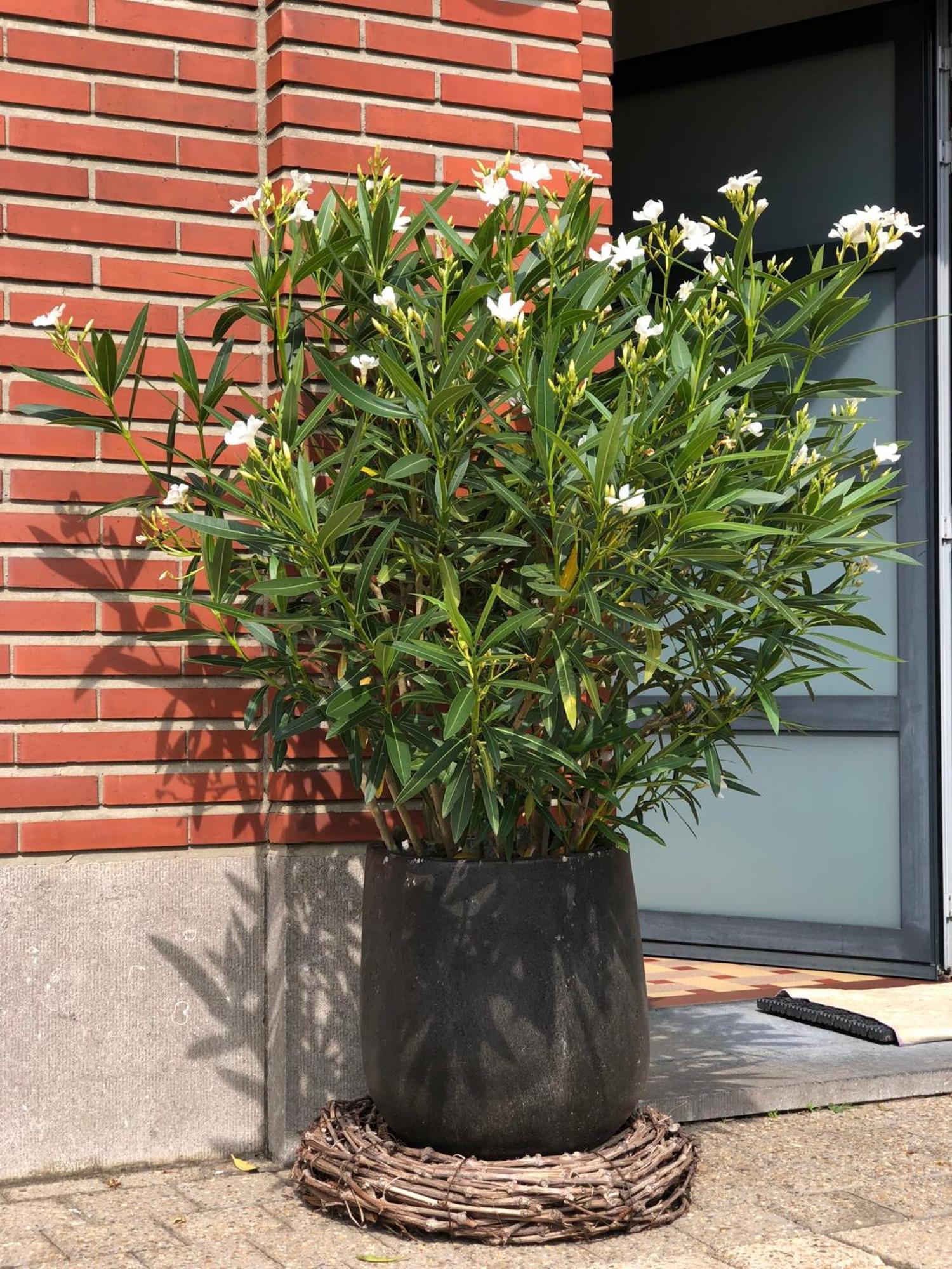 Nene Bed & Breakfast Dilbeek Bagian luar foto